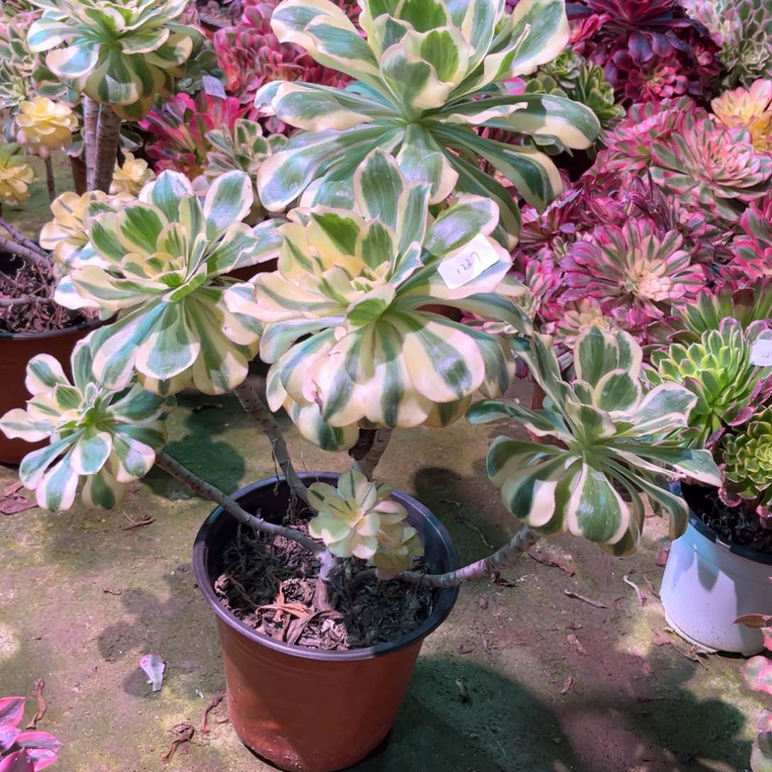 流**叶多肉植物燕姿1237