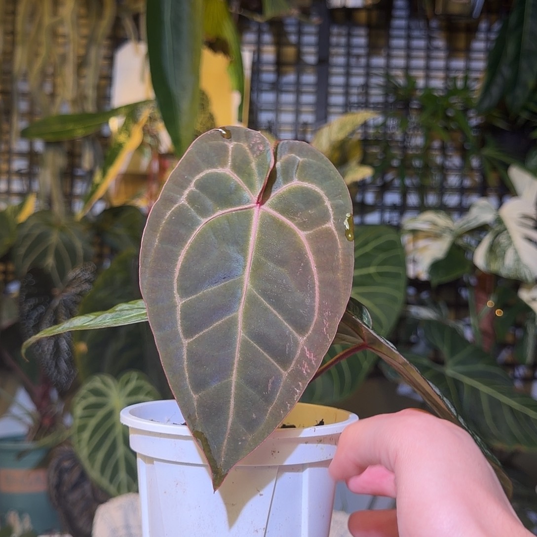 完全开放F864印尼寡妇杂红水晶