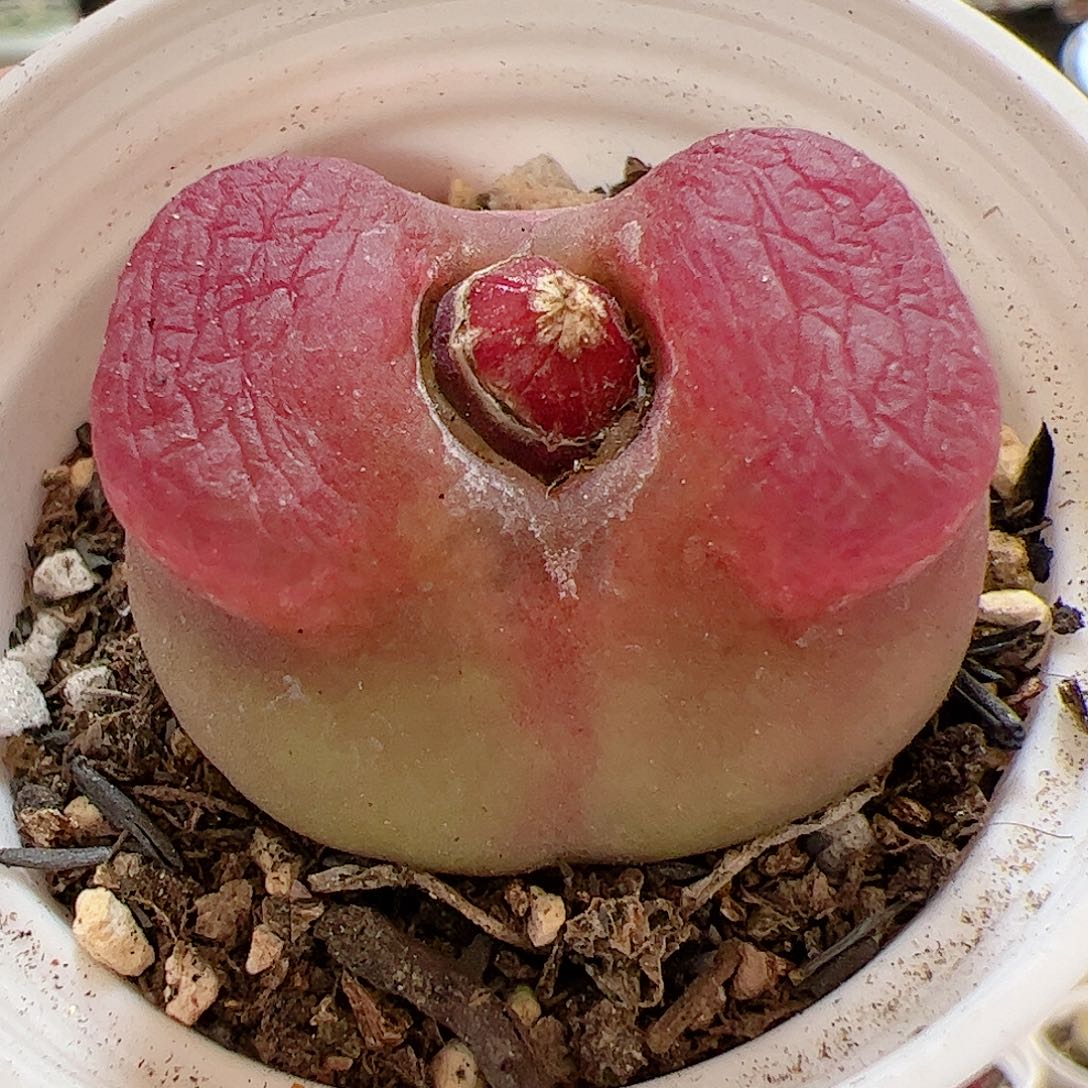 【闪购商品】177 带盆