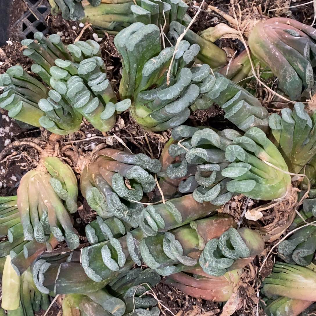 1217 一颗实生玉扇 双12福利