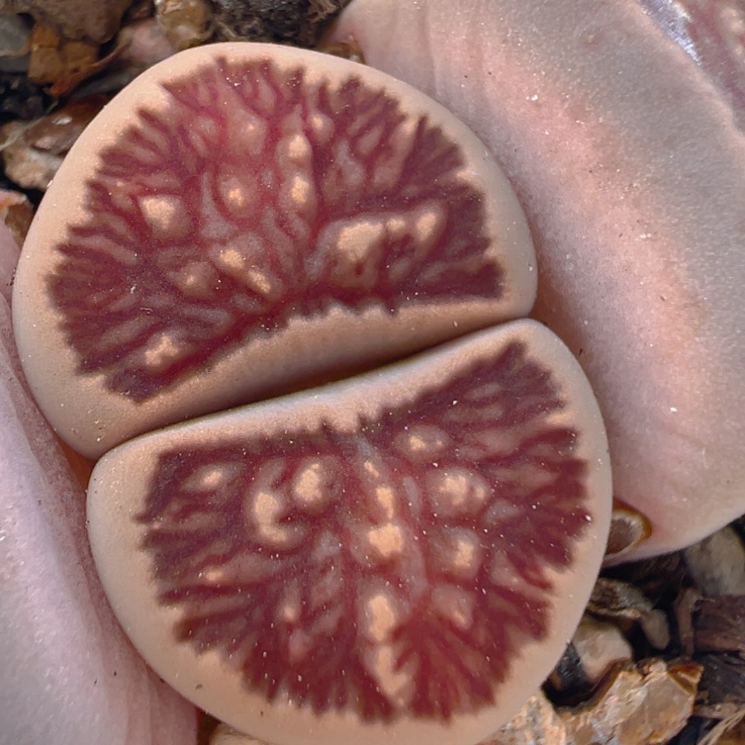 65多肉植物百科知识