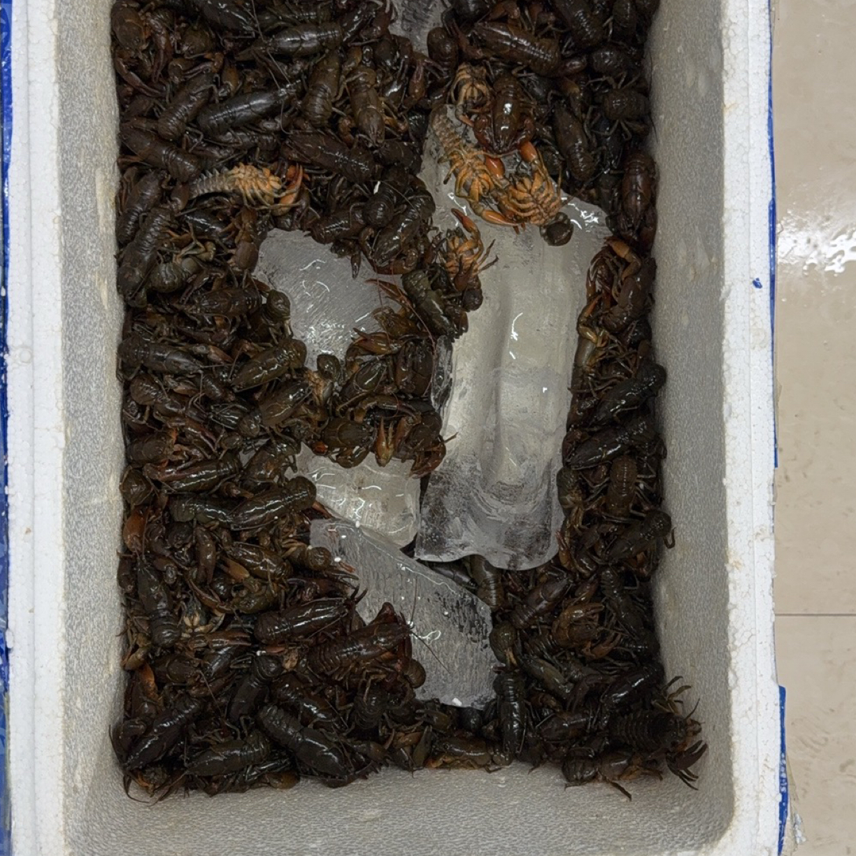 鲜活保鲜蝲蛄一斤（中号50个左右）
