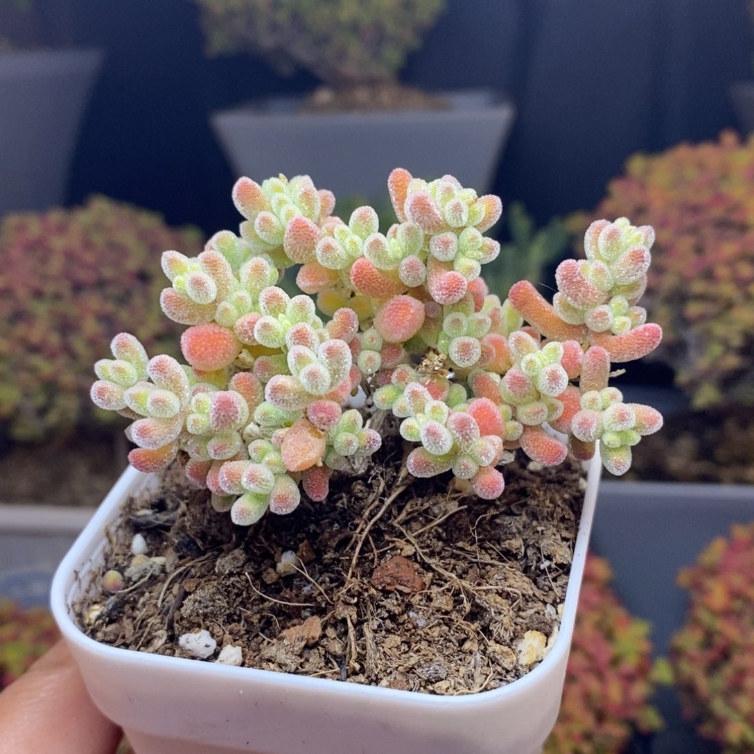 2***3无花朵58号优选冰晶