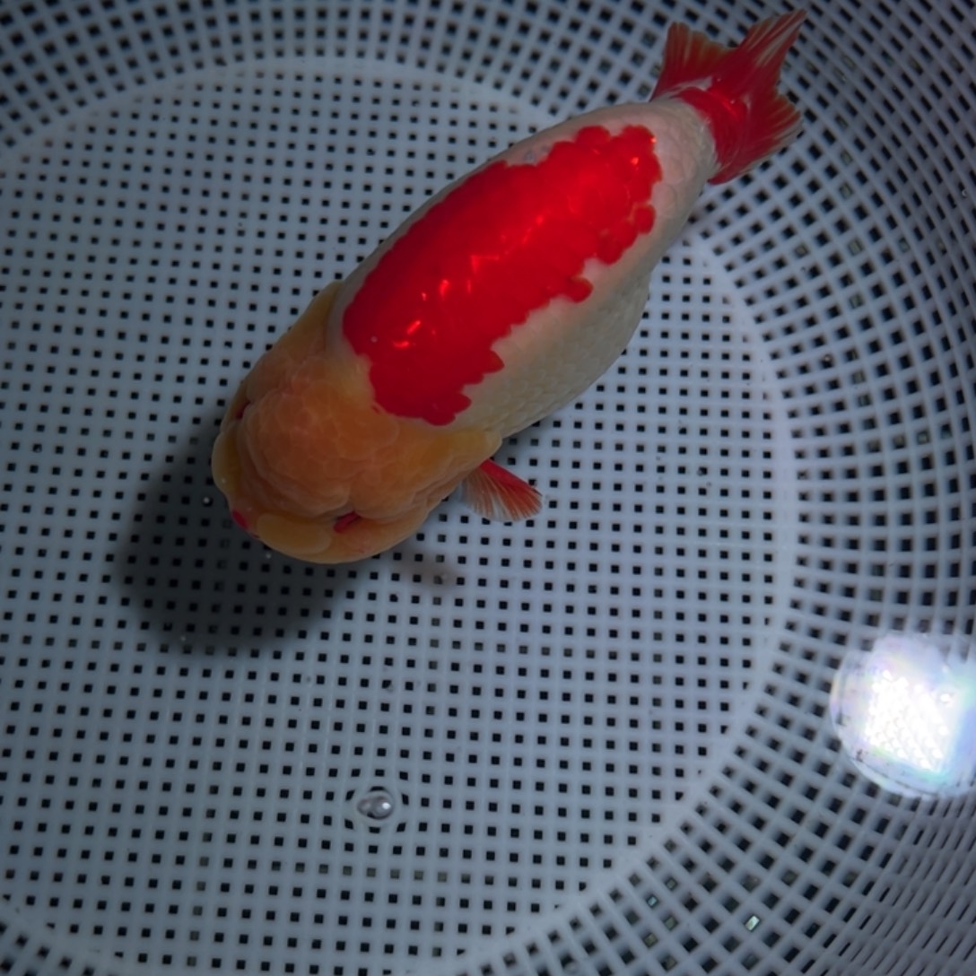 不***代海水鱼潘氏金鱼兰寿金鱼兰寿