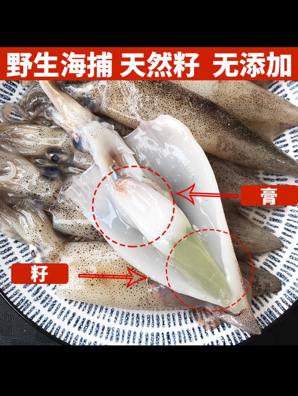 4斤野生海兔笔管鱼当天捕捞当天发货