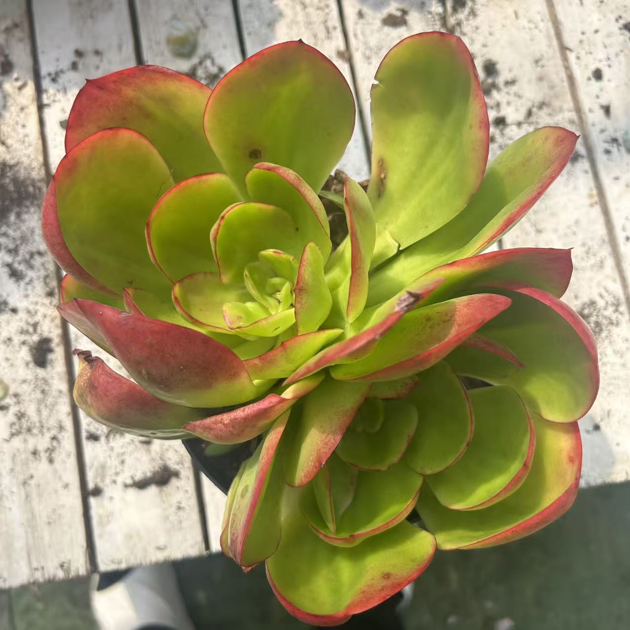 红菱        多肉