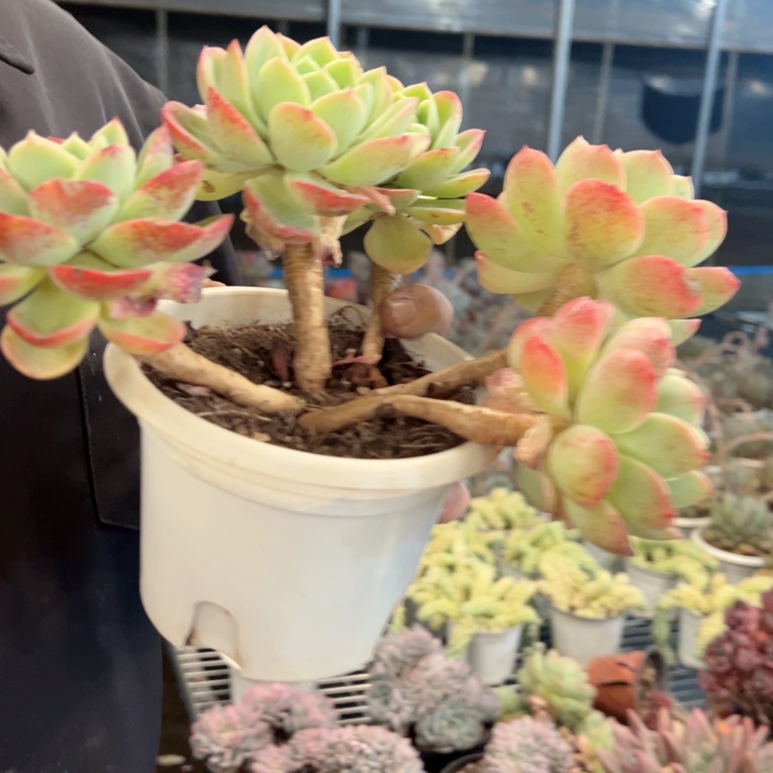 哈密瓜五头起发整桩