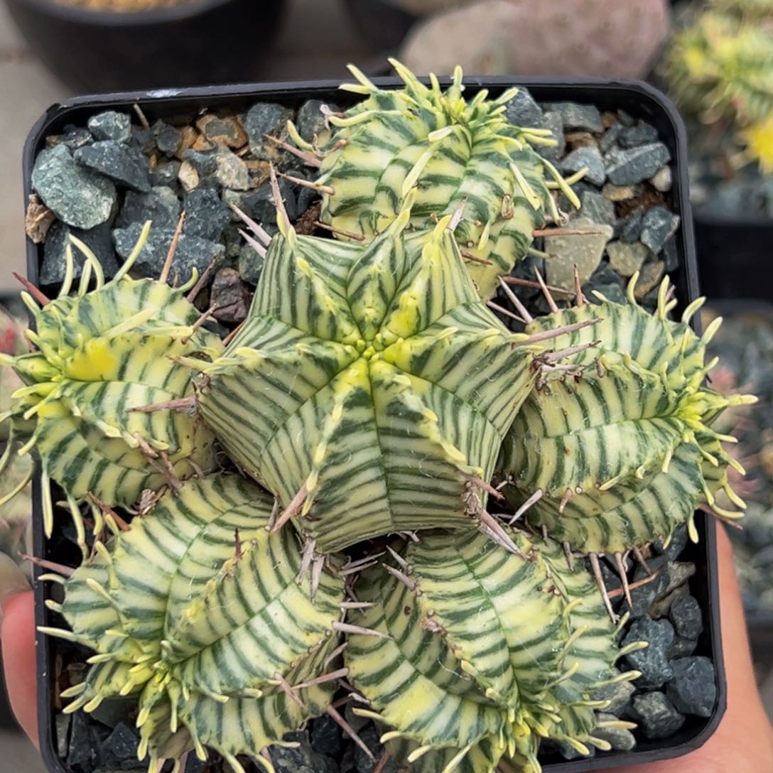 m实生贵清玉锦斑马