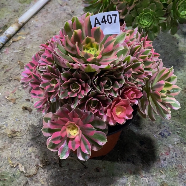 女巫多肉植物407