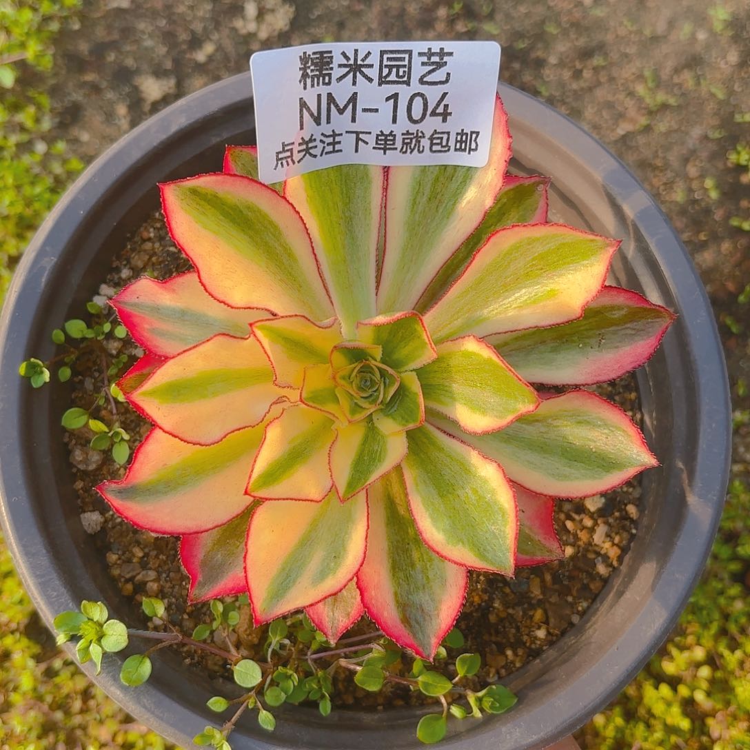 魅影多肉植物104