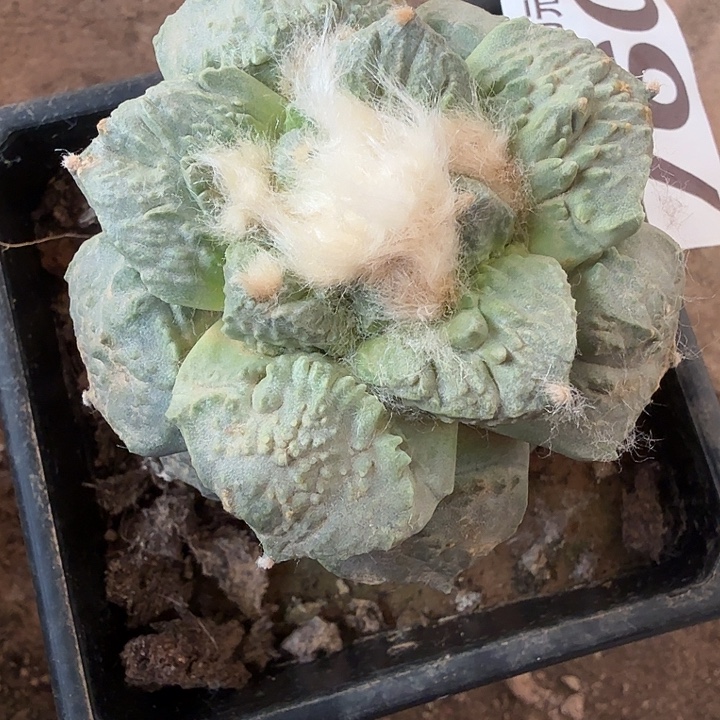 无花朵760白肌炸尤怒涛东三