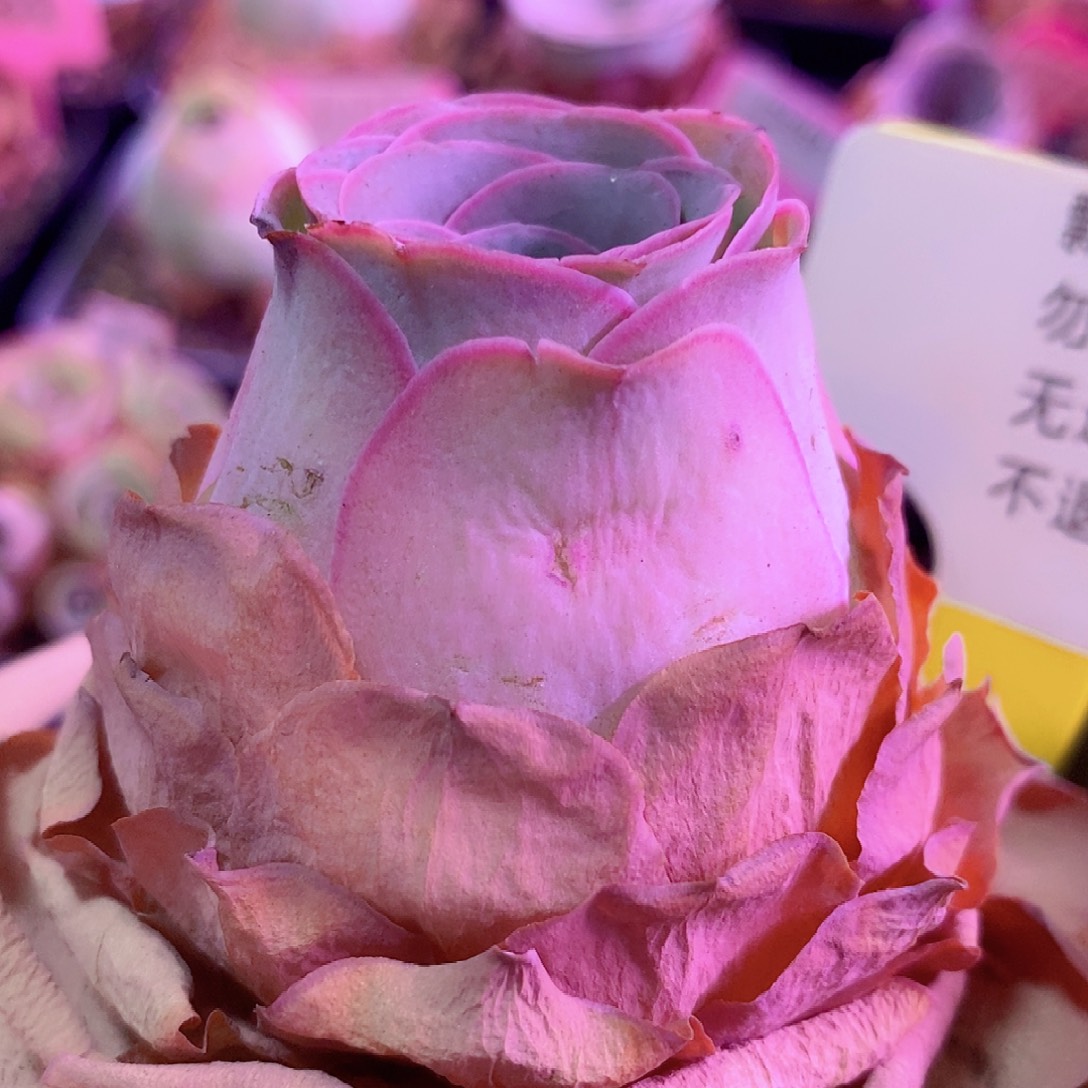 恋红尘一物一拍0088