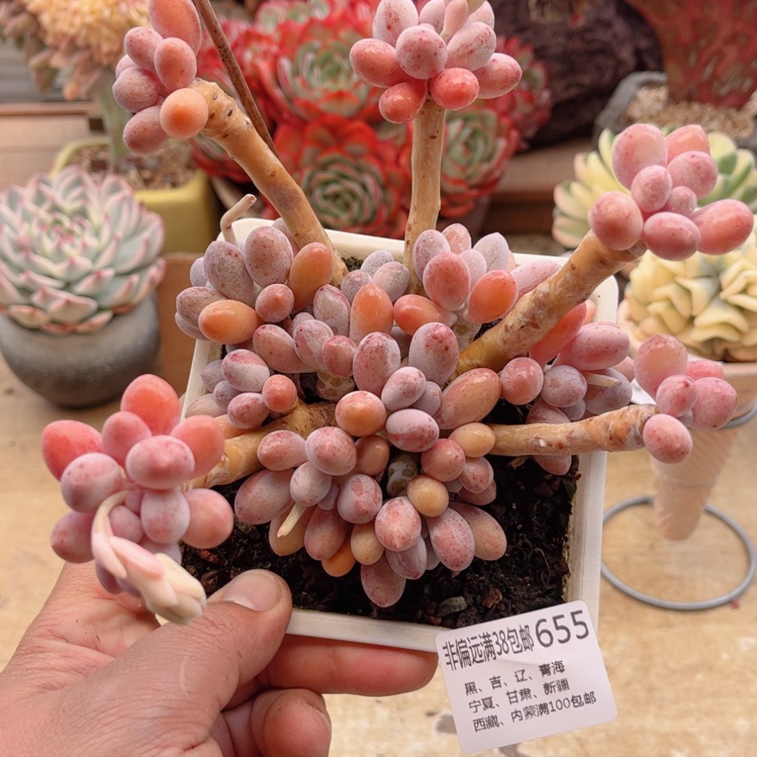 655汤圆德华多肉