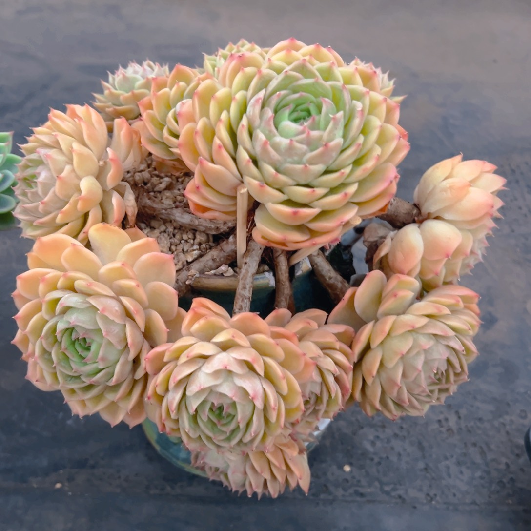 蔷***薇多肉植物保护研究所所长