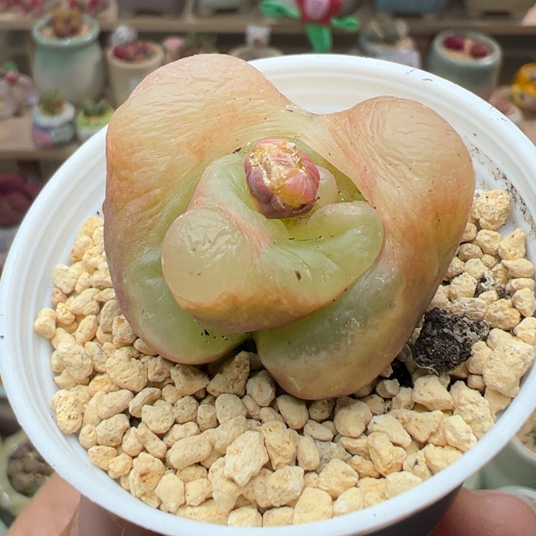 多肉植物229号怪物毛