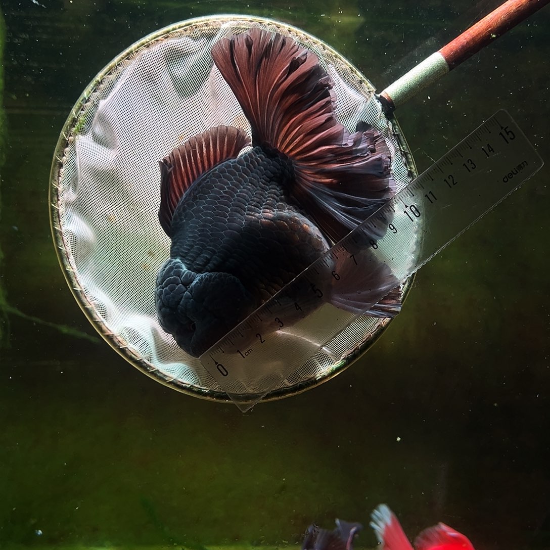 金鱼冷水金鱼百褶泰狮