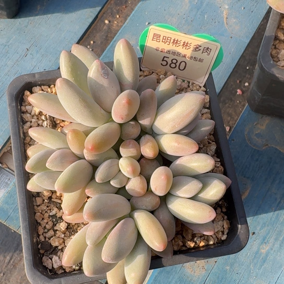 白兰地美人捧花一物一拍