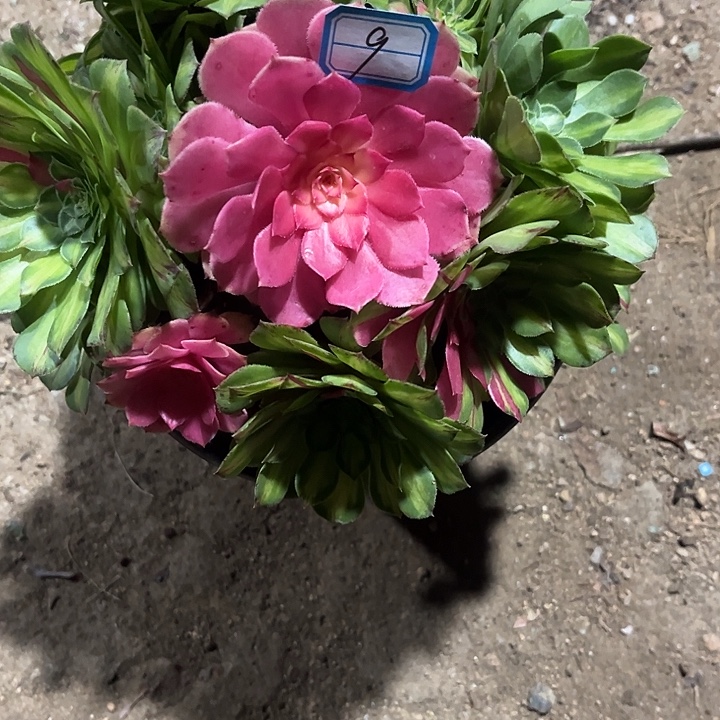 用***29知否小手捧法师多肉