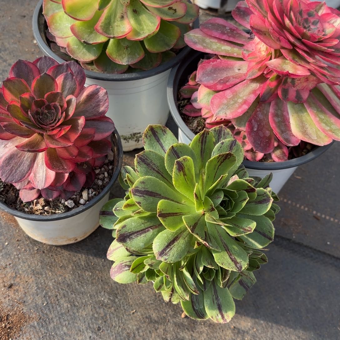 多肉法师组合0821发货