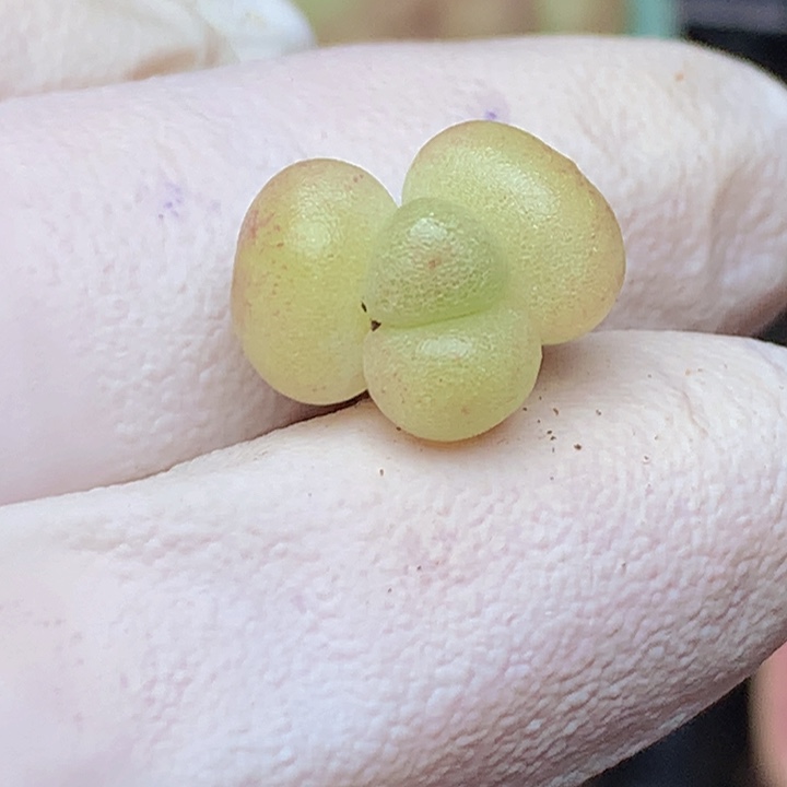 026 萤火虫 繁星 微石化 很可爱 小鼻嘎