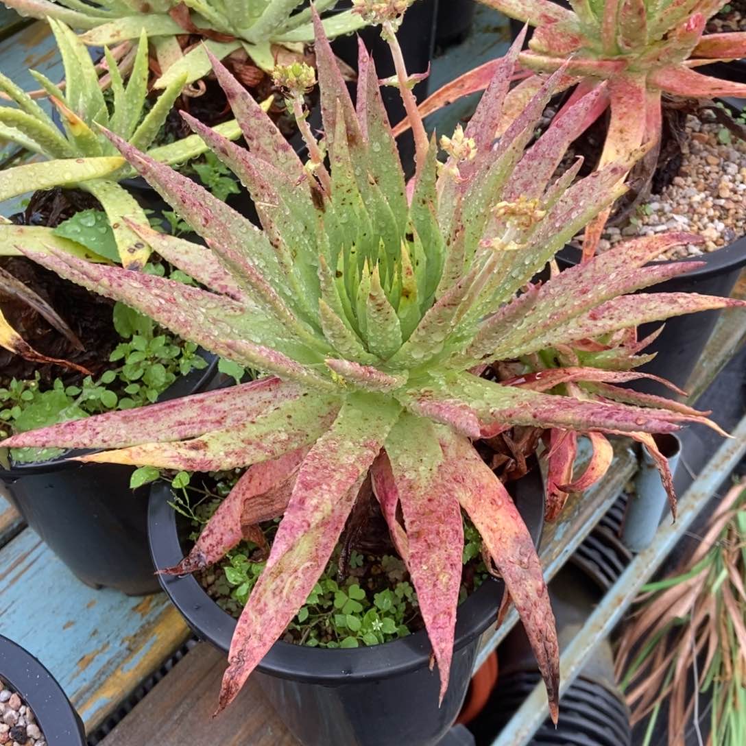 伊静思多肉植物啦啦啦