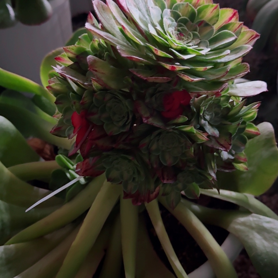 多肉植物发货发货