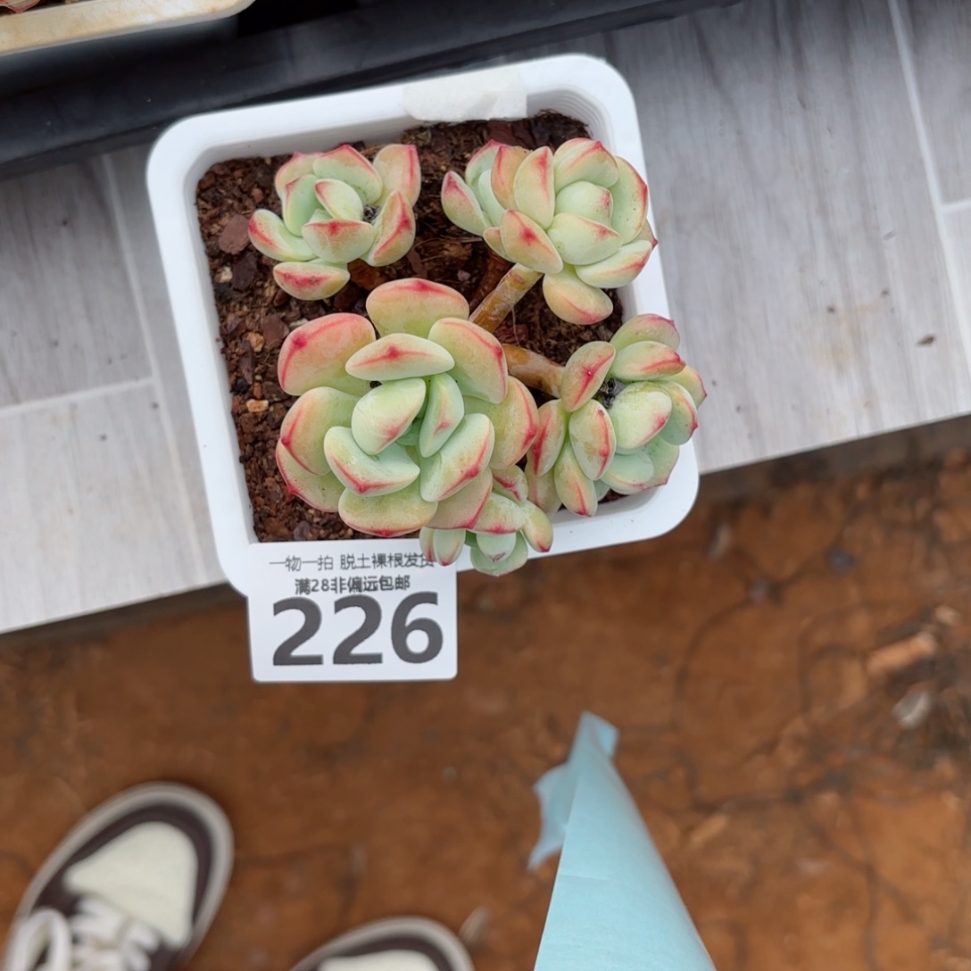 香草老桩无盆土发货