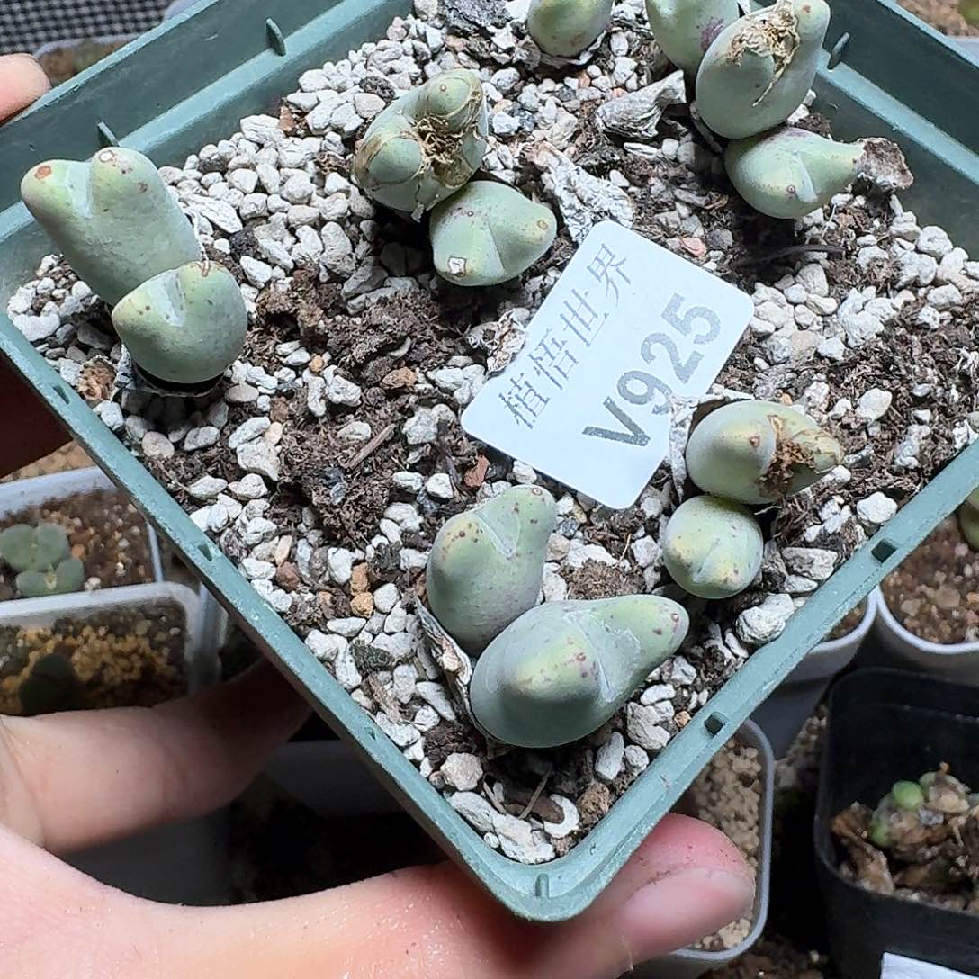 925盒多肉植物哇c v