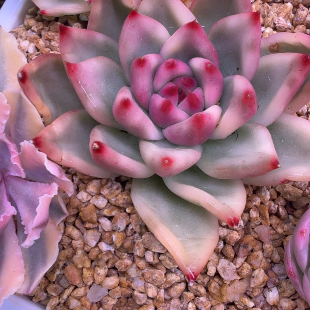 L***n啊姆斯壮壮锦 多肉植物锦 
