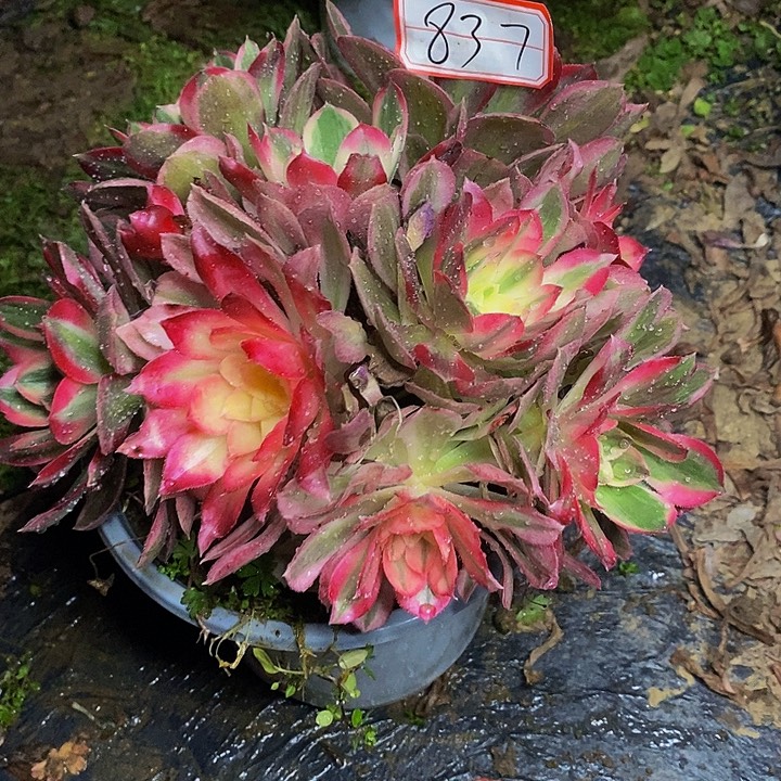 陈***姐玉芙蓉老桩法师837号