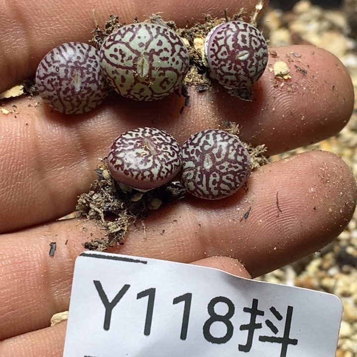 多肉一物一拍118号