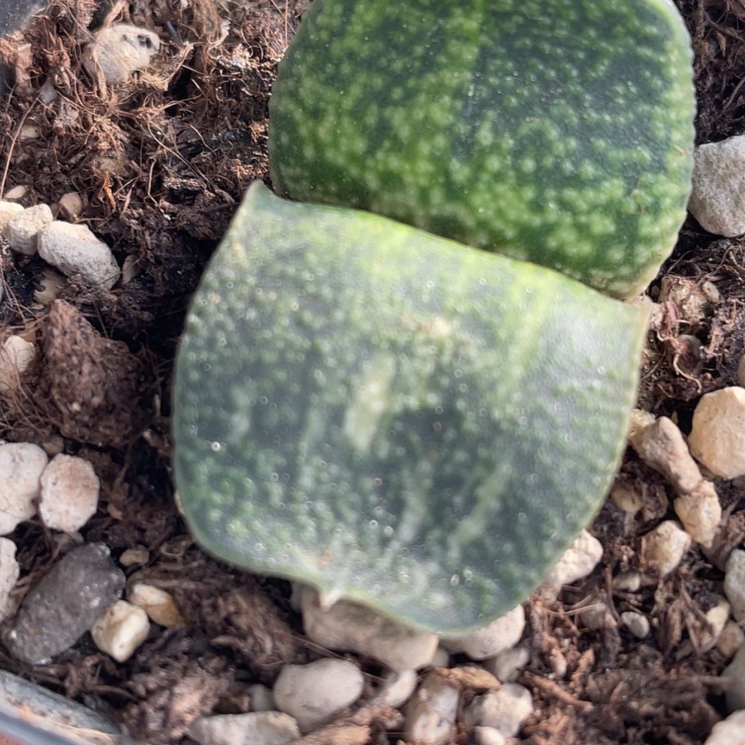 242脱土发货1111111