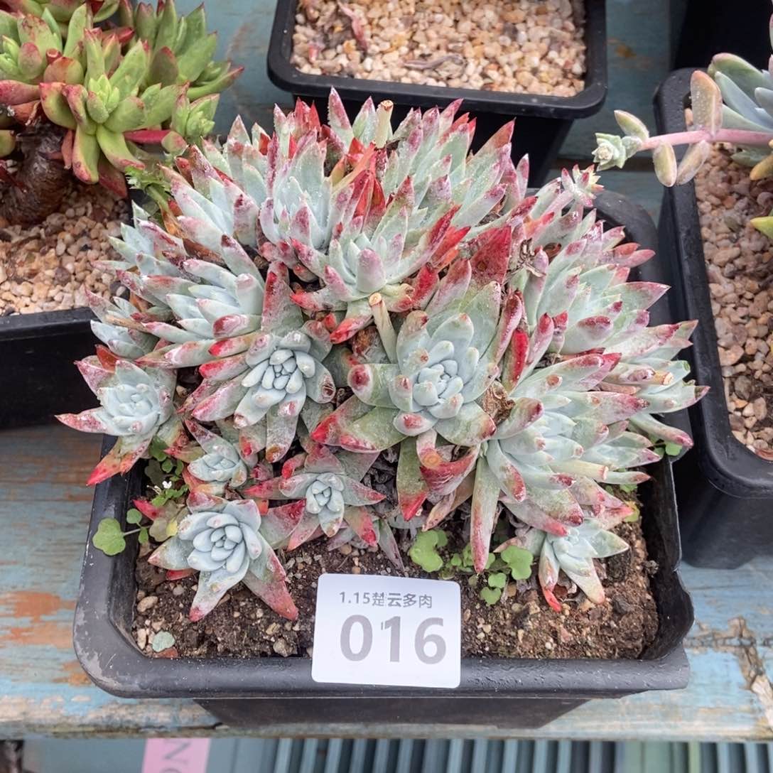 016白姆多肉植物