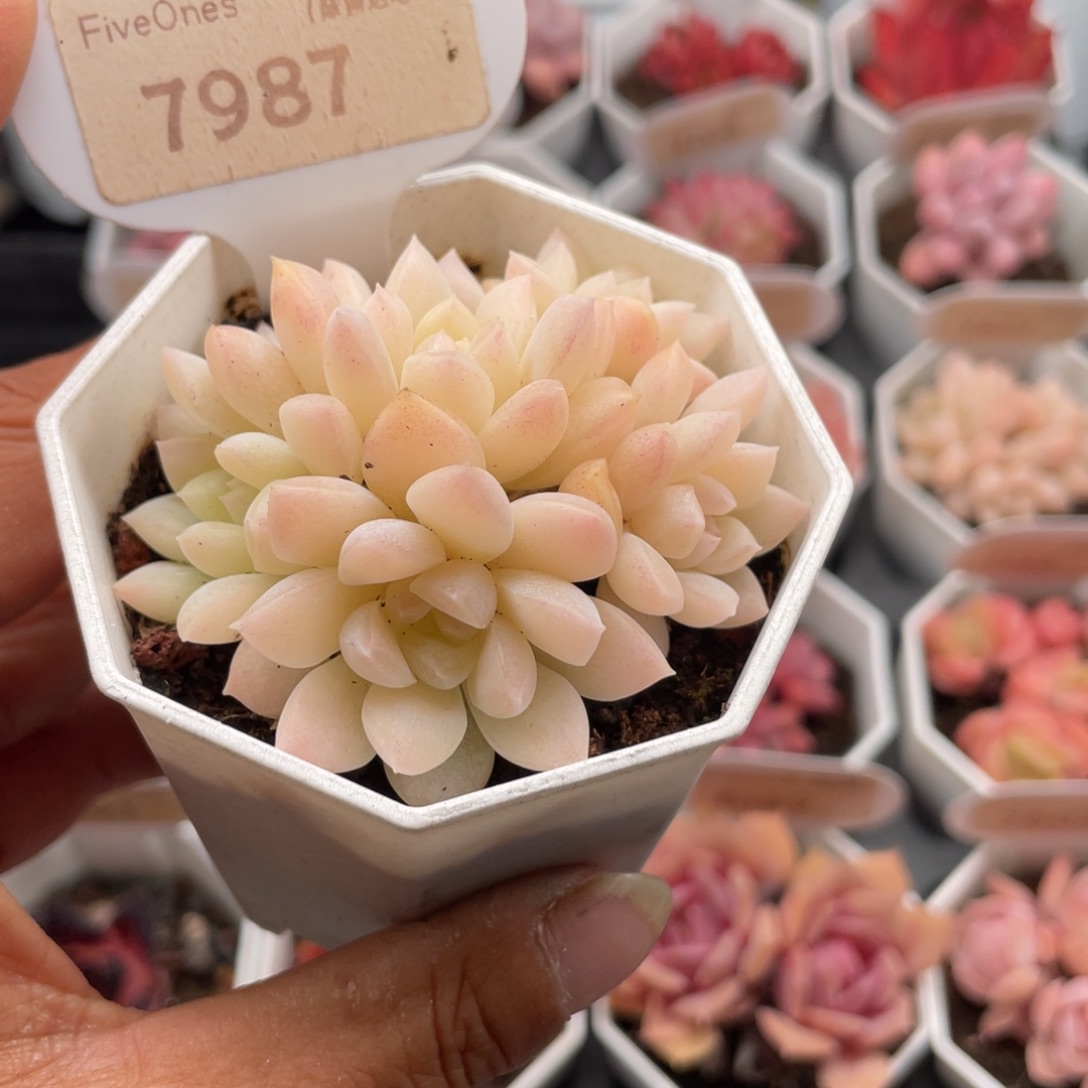 阮玲玉7987-6.5厘米