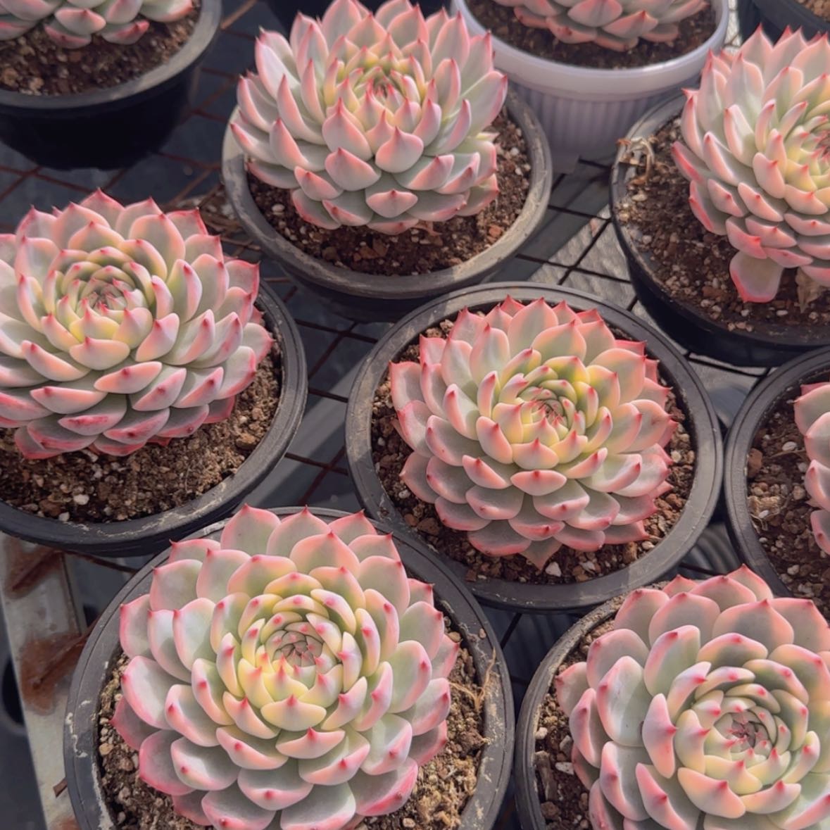 【闪购商品】吉娃娃锦99