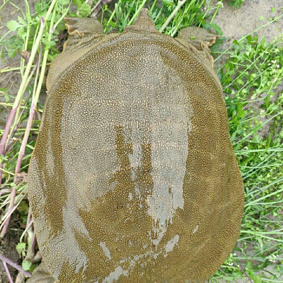 鲜活外塘甲鱼青黑背生猛中华鳖包邮到家
