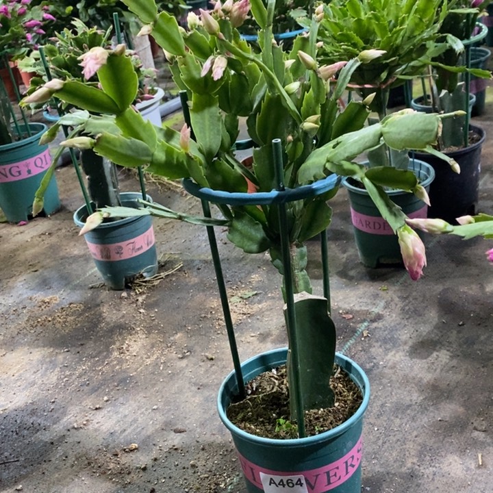 当前无花栽培后可以开花仙*球464嫁接040