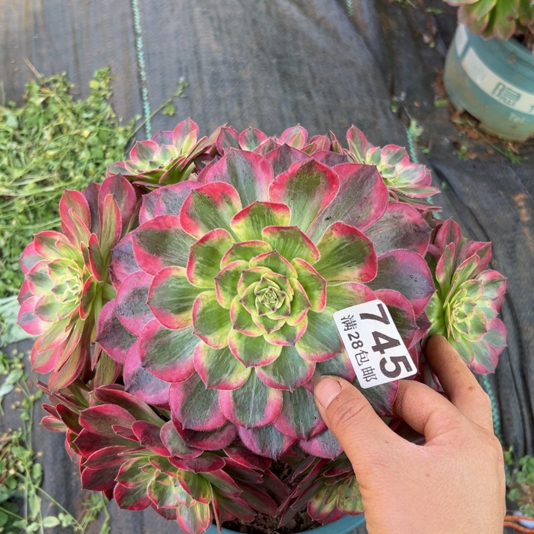 多肉植物745赤子心