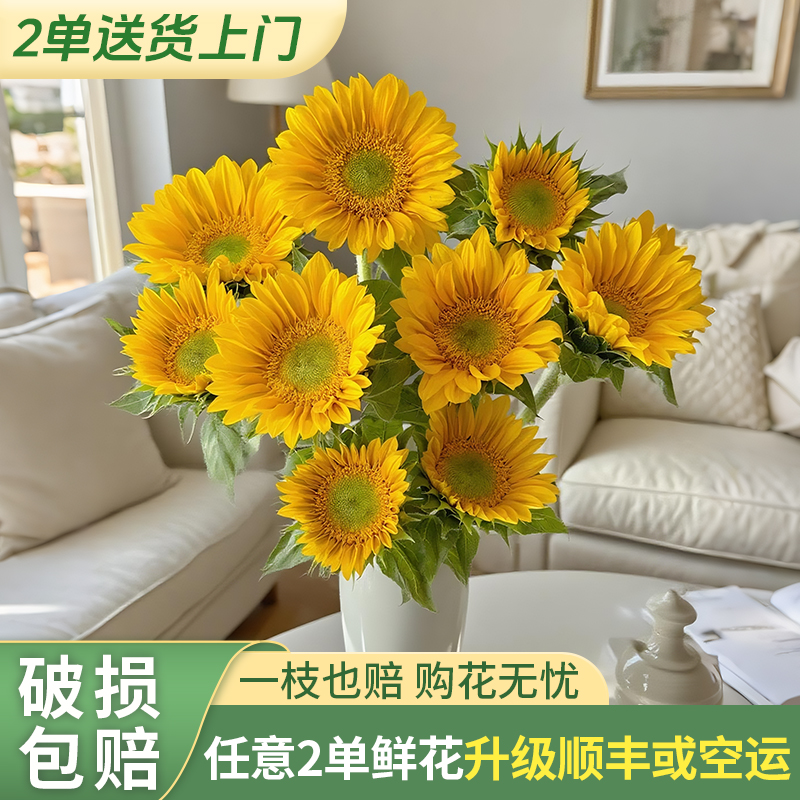 【两个老六卖花花】绿心向日葵-任意2单升级快递 发货后不支持退款