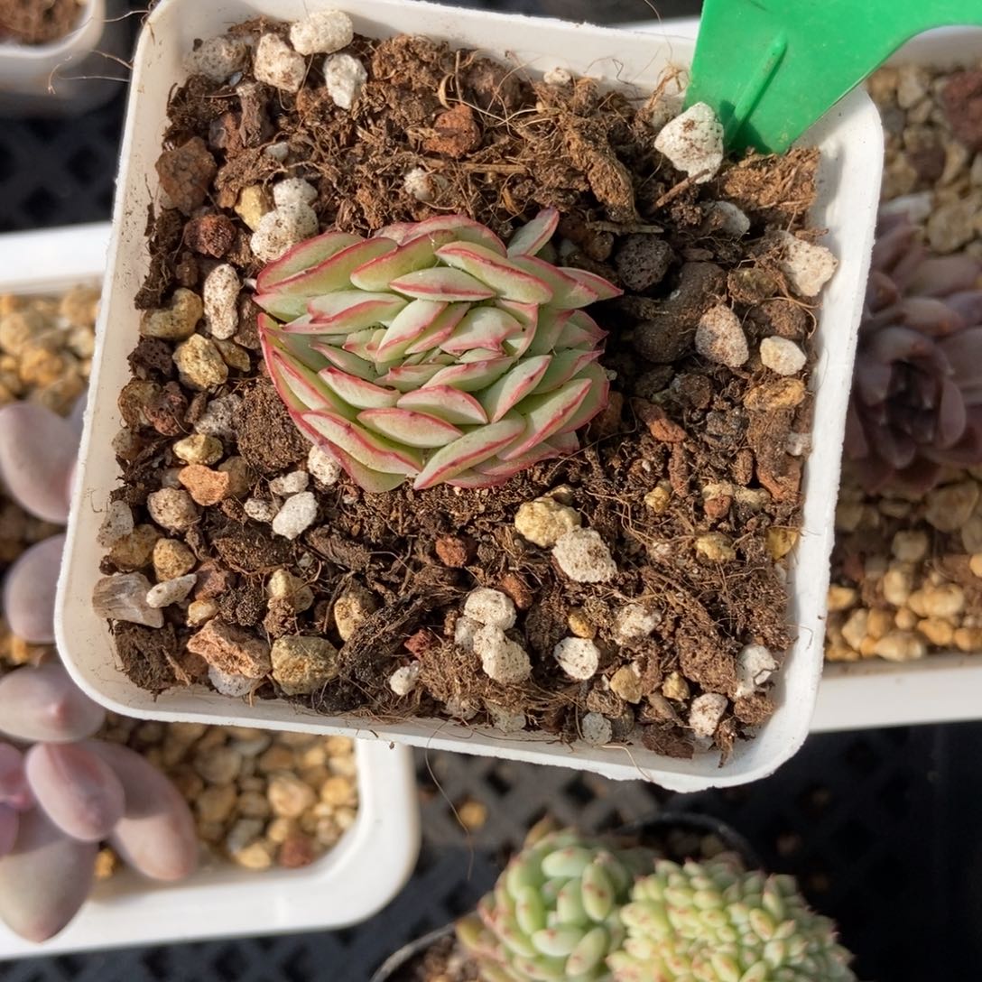 965牡丹亭缀多肉植物保护