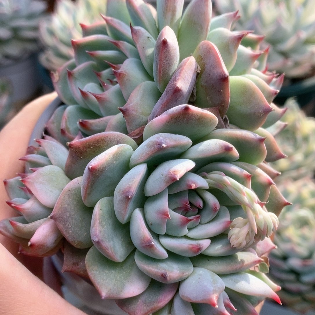 154锦锦锦锦锦锦锦