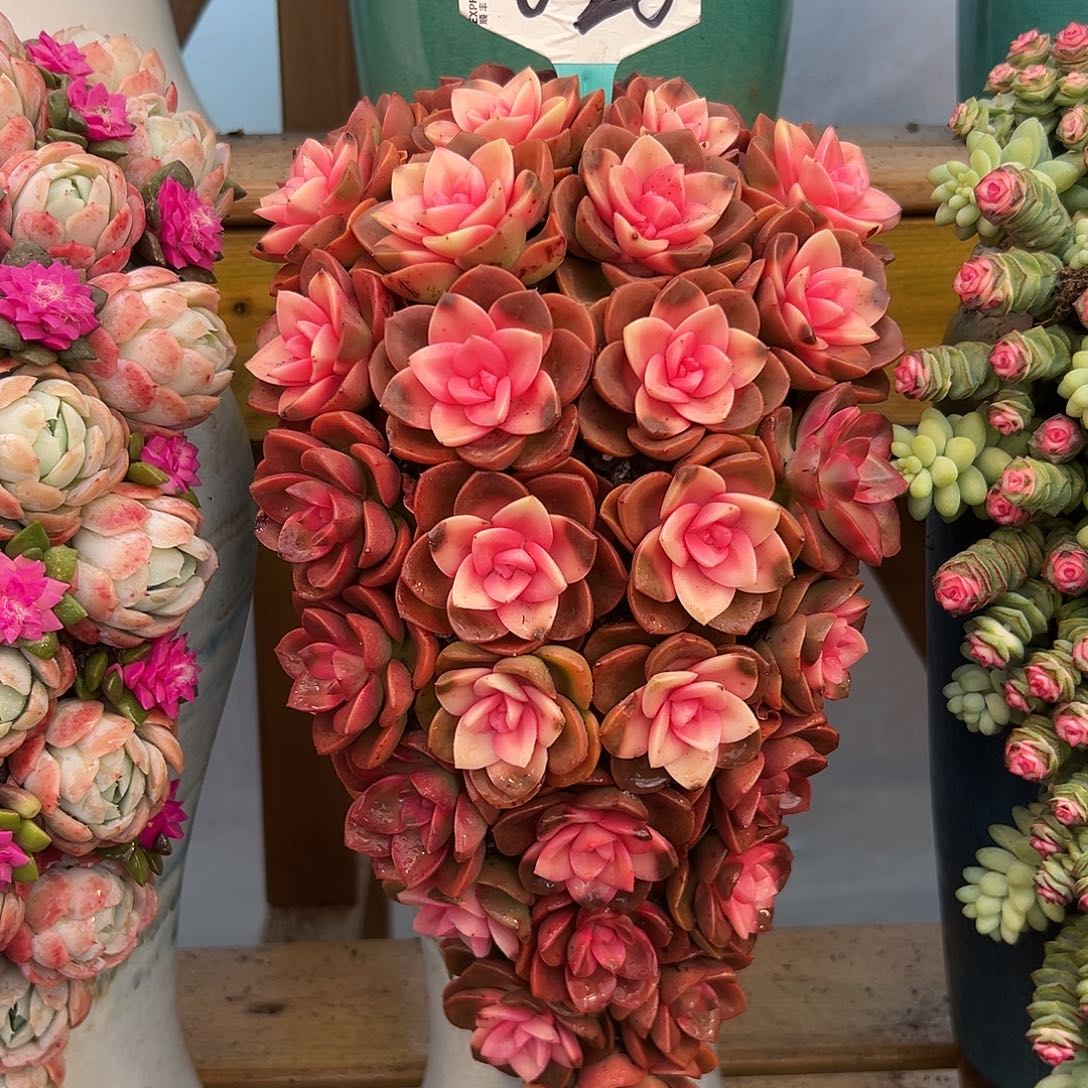 可可玫瑰多多多肉