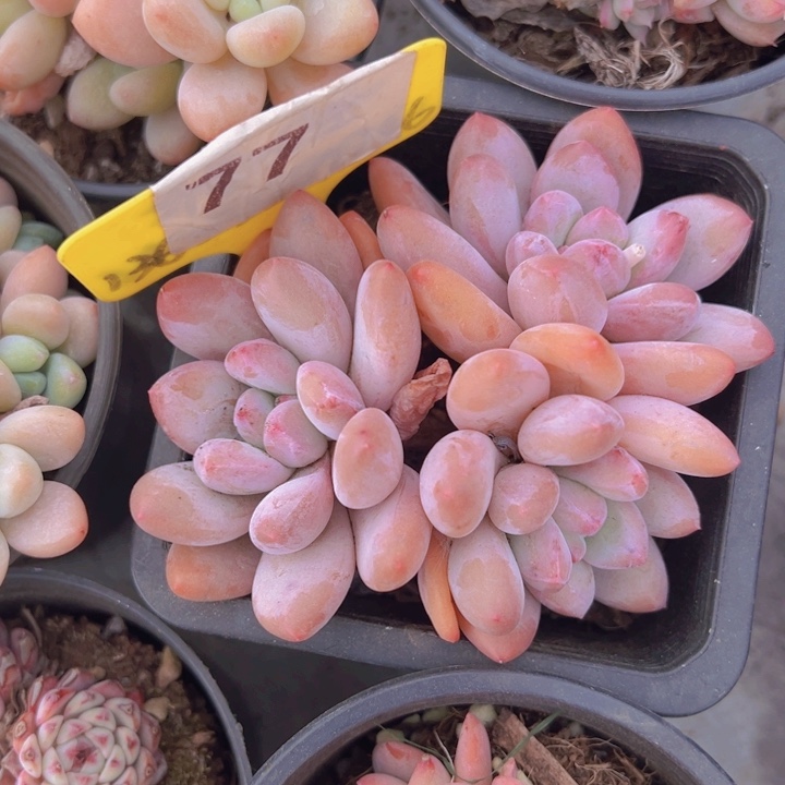 健健康康平平安安