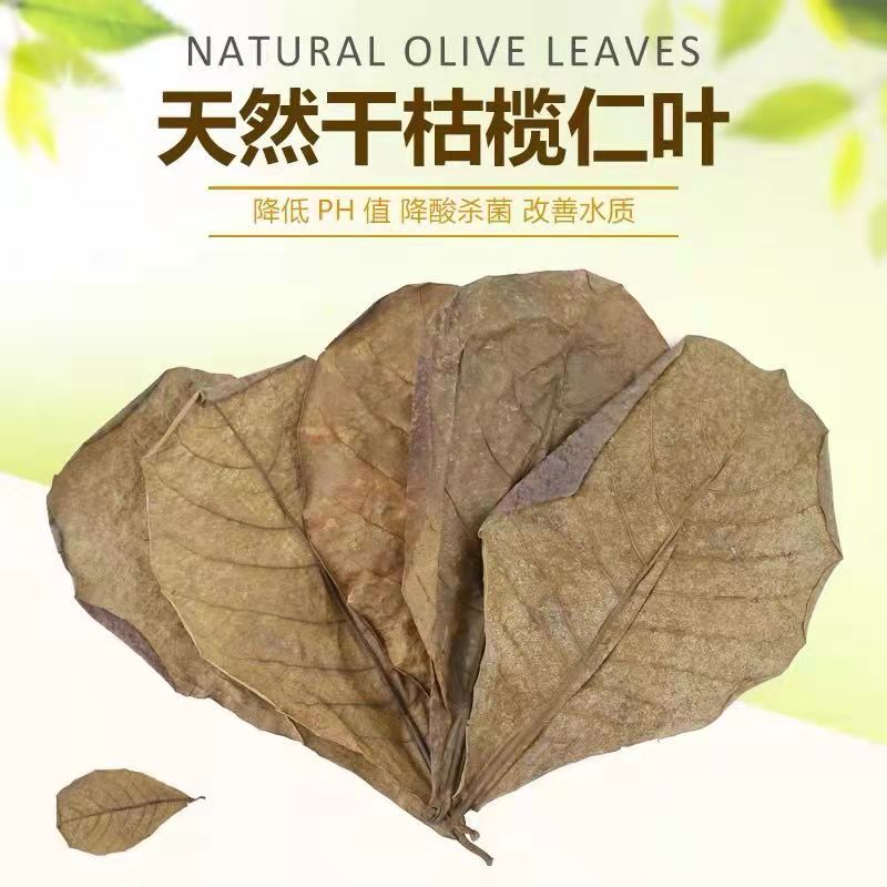 泰国斗鱼榄仁叶懒人叶水族包邮小型热带鱼龙鱼乌龟虾缸降酸水族ph