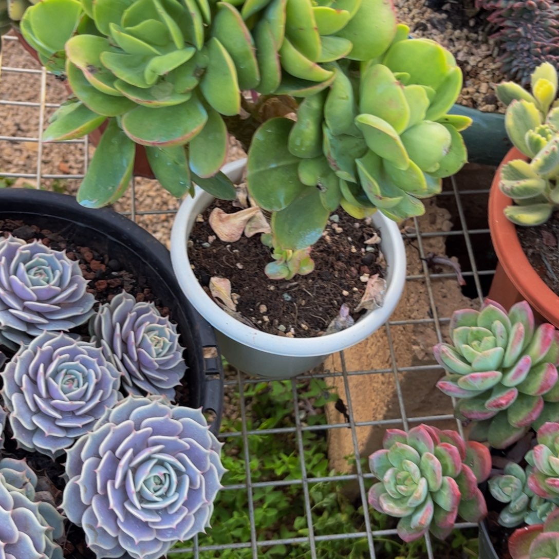 玛***卡新疆西藏内蒙不发货，碧桃