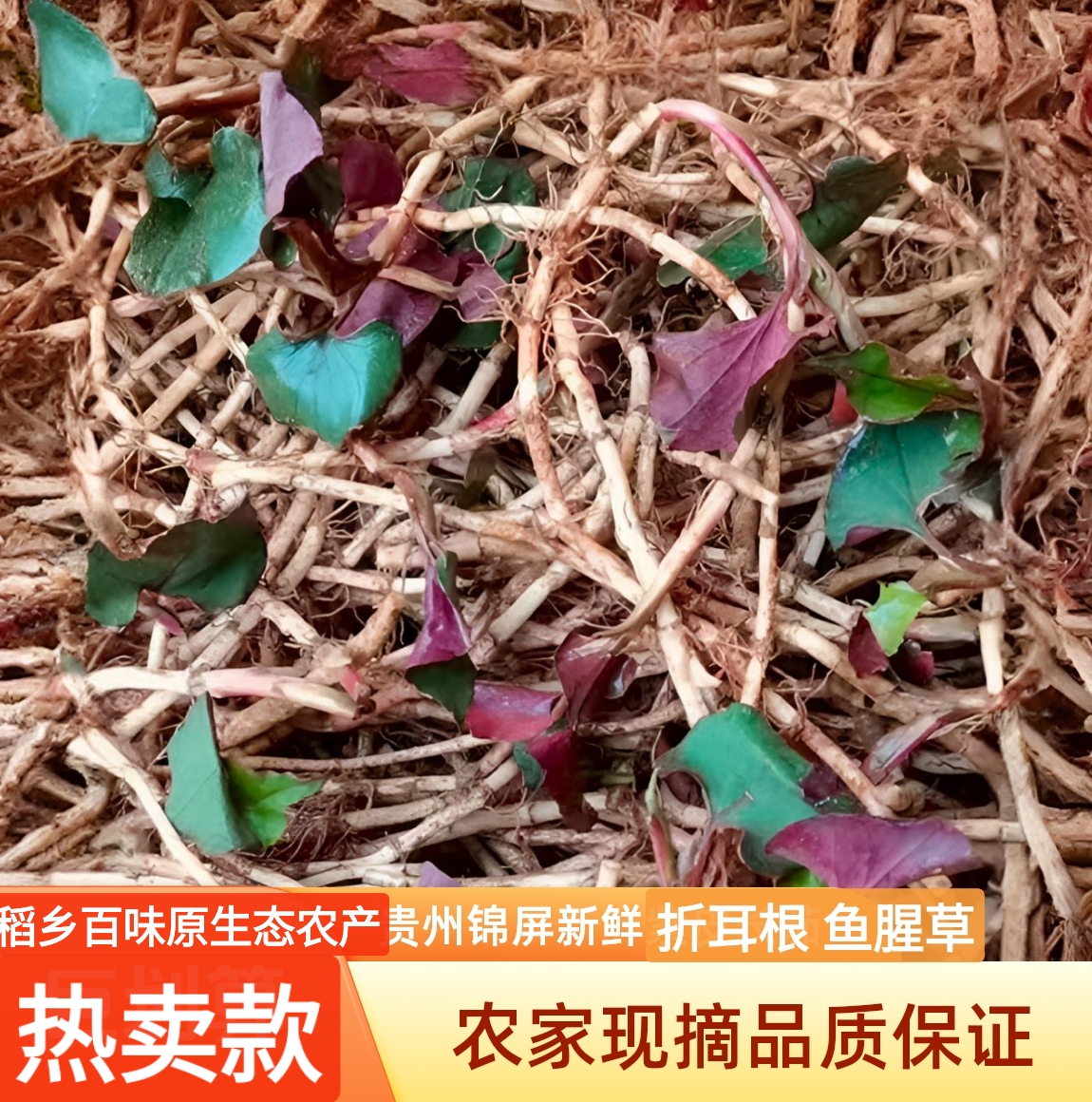 贵州锦屏新鲜现挖鱼腥草 折耳根特产嫩根可凉拌蔬菜《助农+代购》