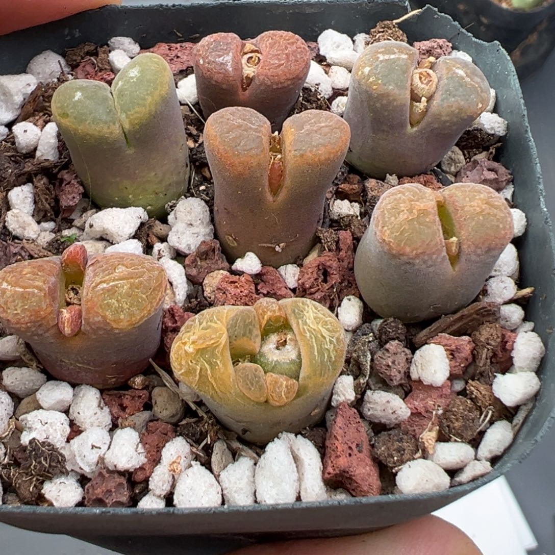 11.26好看的多肉脱土发货439