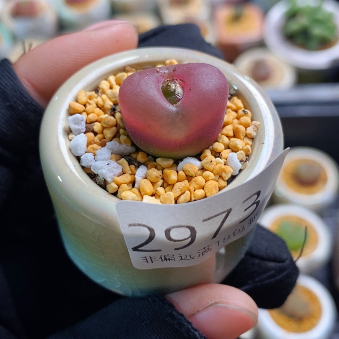 2973-一物一拍 带盆