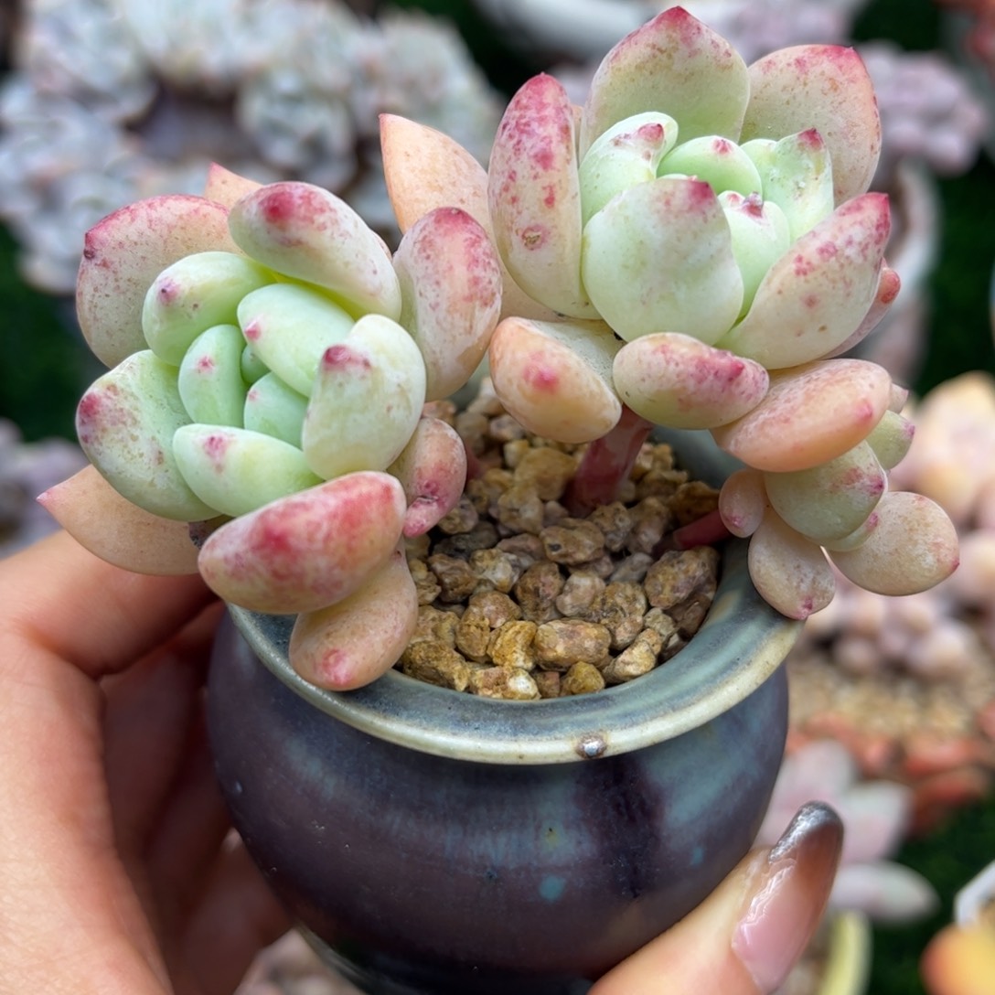 望舒一物一拍福利……