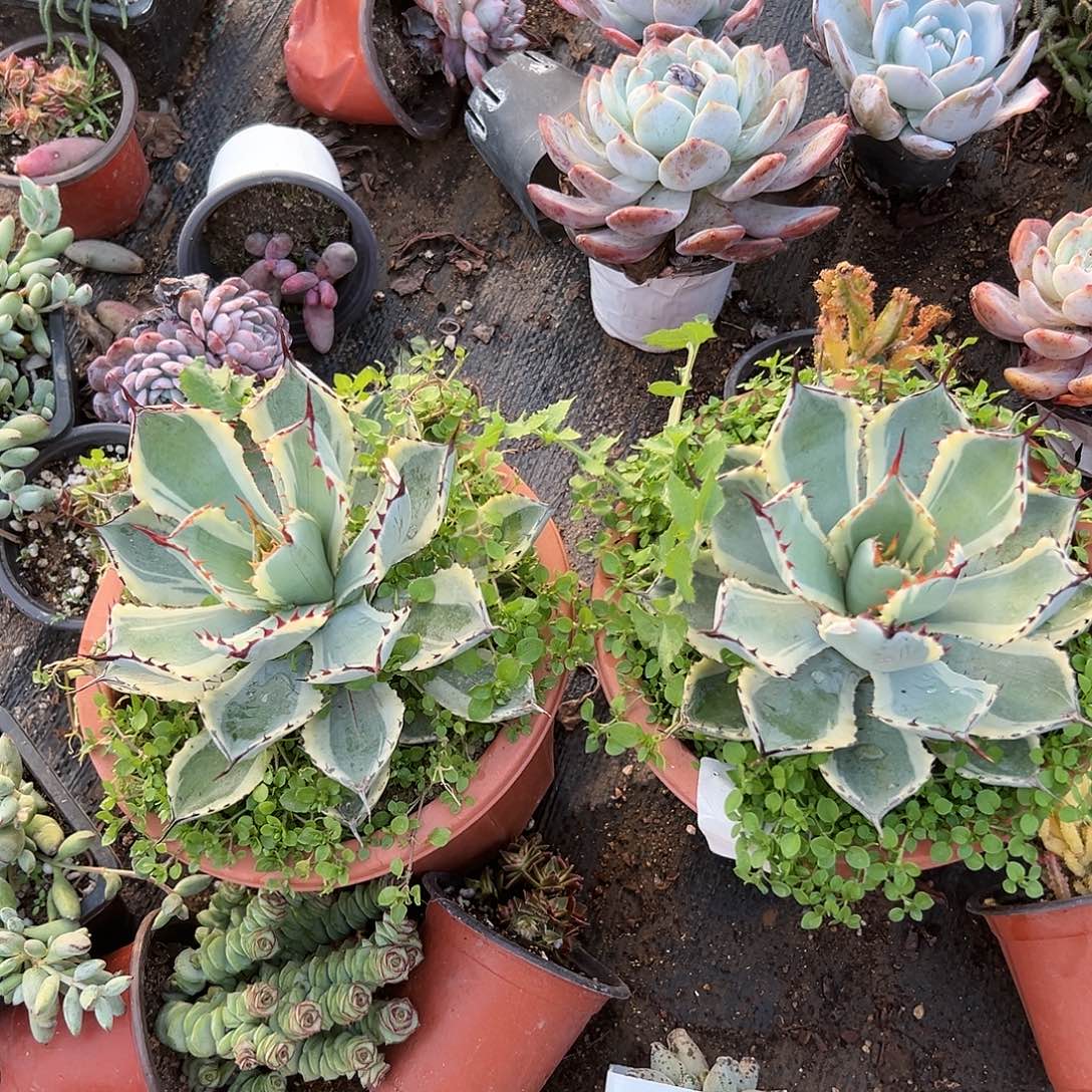 多肉植物两颗吉祥冠